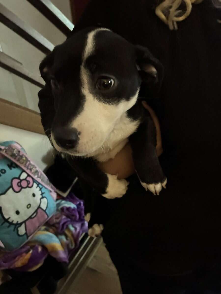 American pitbull puppy for sale image 1