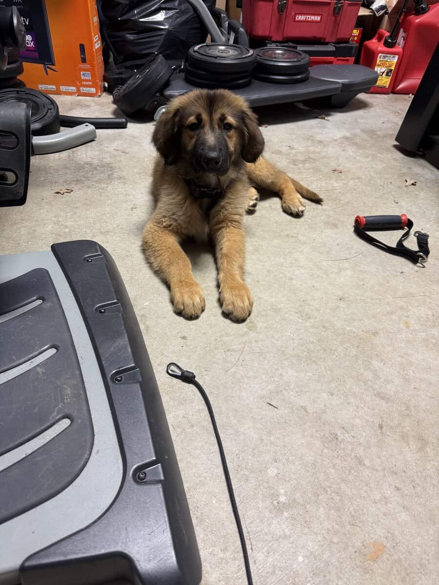 Great Pyrenees/golden retriever/ shepherd mix image 6