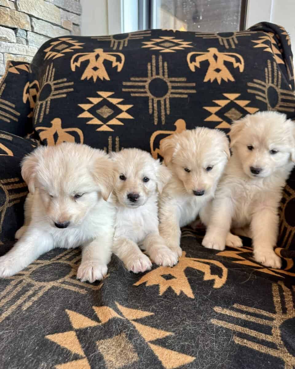 Goberians Siberian Husky x Golden Retriever image 3
