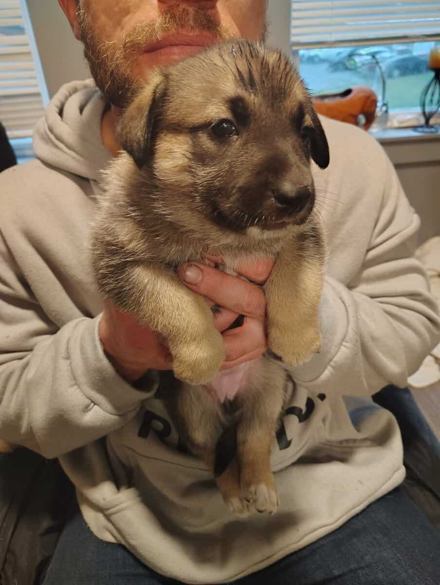 German shepherd/Siberian husky/English shepherd image 4