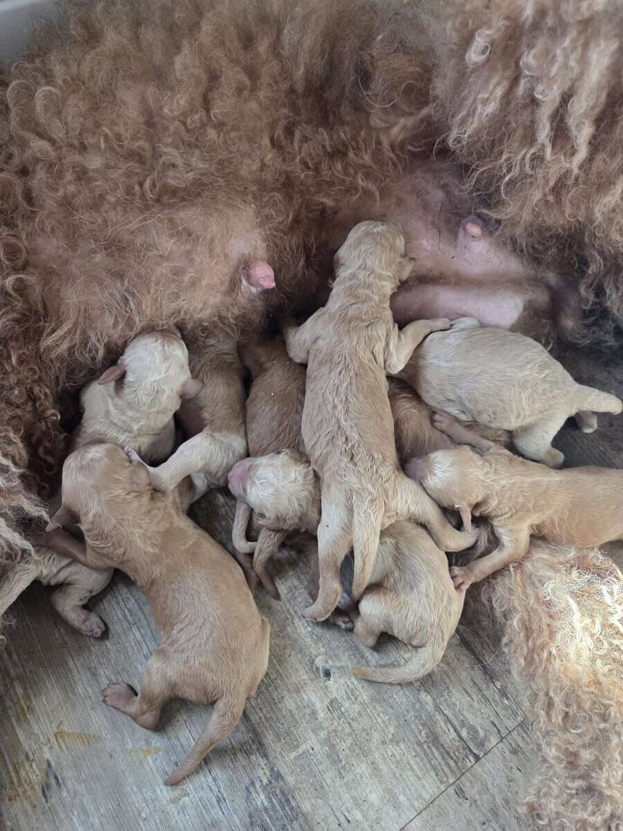 Poodle puppies image 5