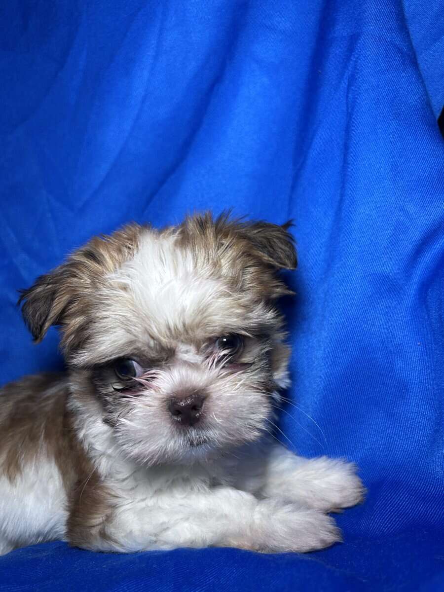 Marley image 1
