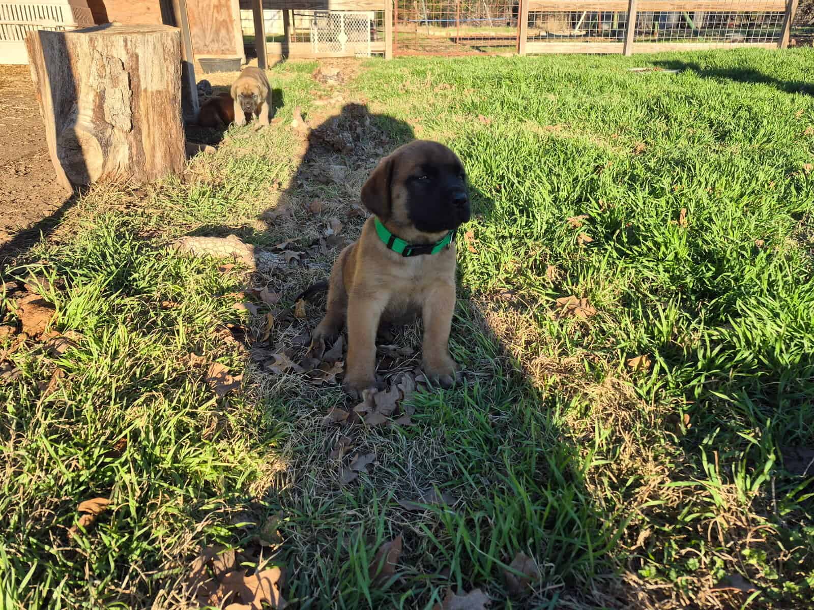 Purebred English Mastiffs for sell image 9