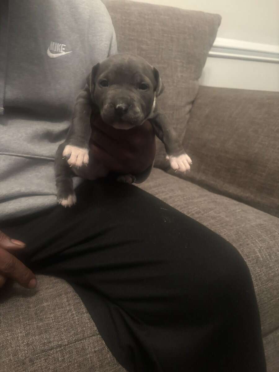 Pitbulls for Sale image 11