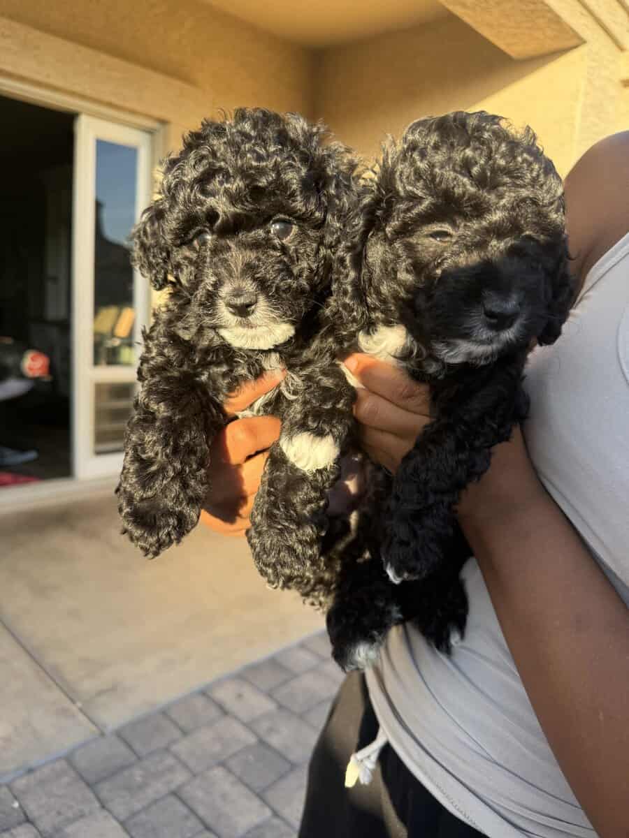 Maltipoo Puppies image 3