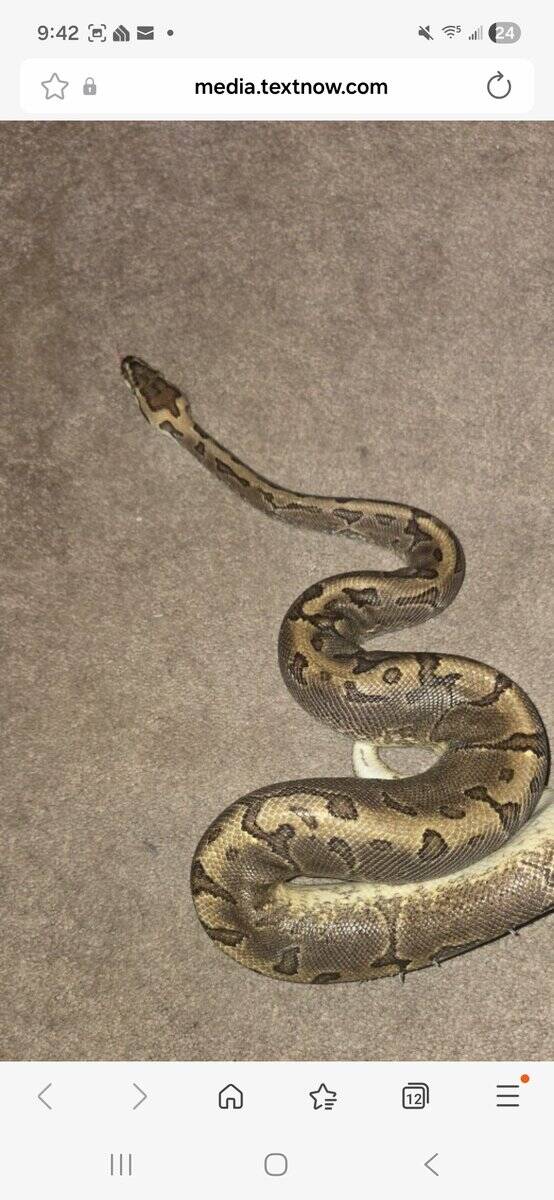 Ball Python and Tank image 2
