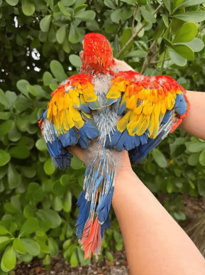 Scarlet Macaw babies image 3