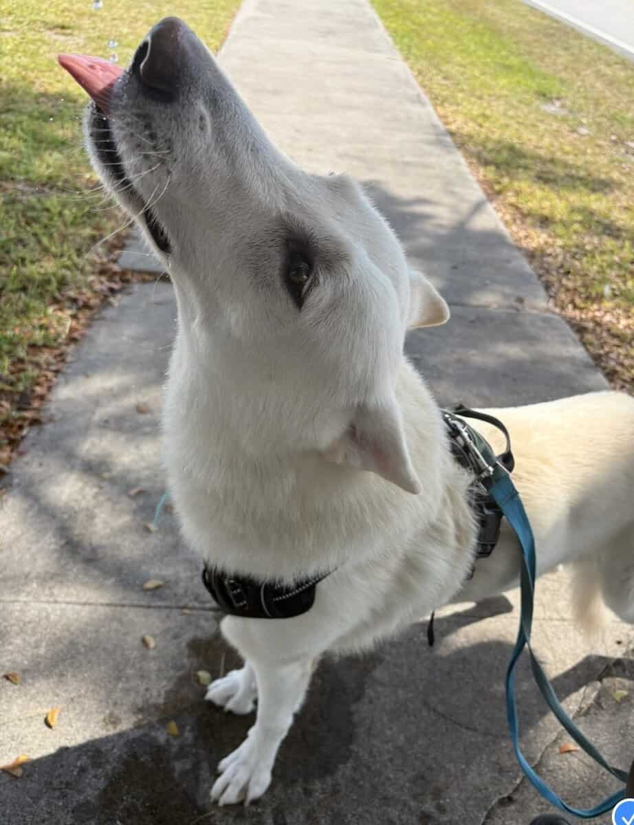 White Swiss Shepherd l image 5
