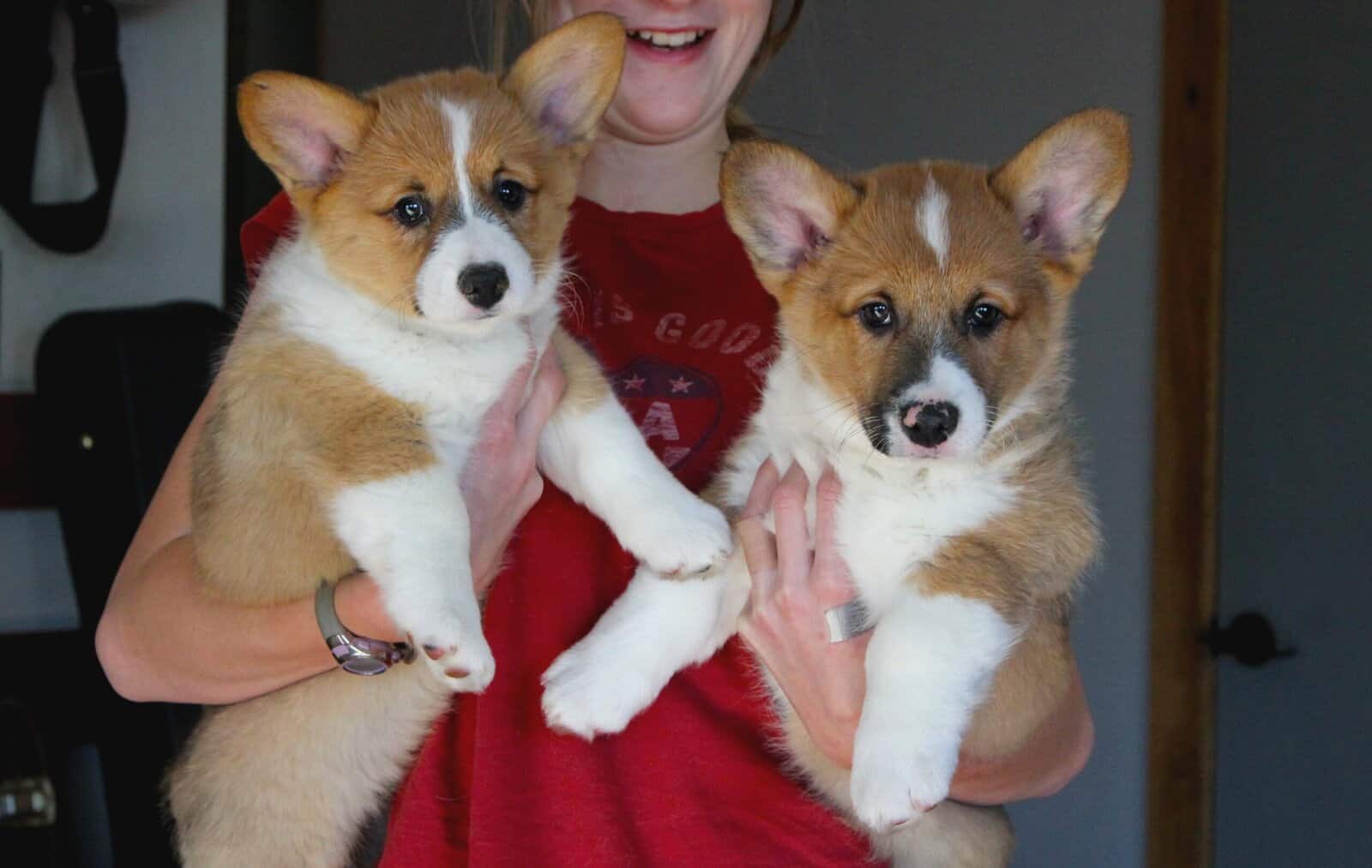 Johnny - Pembroke Welsh Corgi Puppy image 8