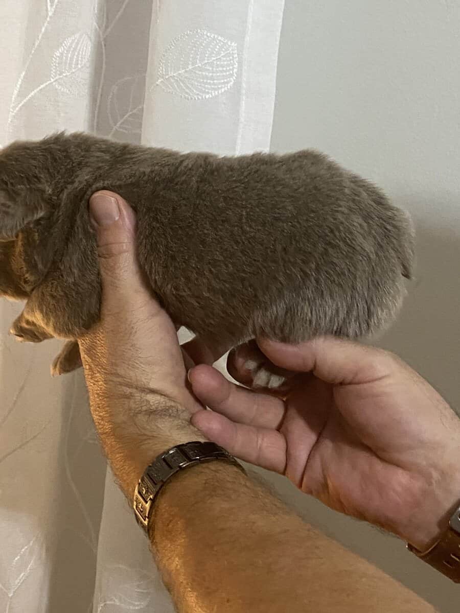 AKC male fluffy pup image 2