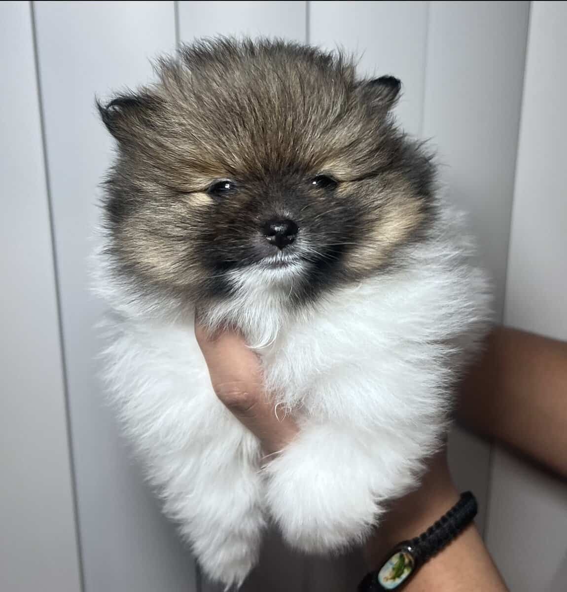 4 Pomeranians puppies! Reserve pup! Ready by Mar 3 image 4