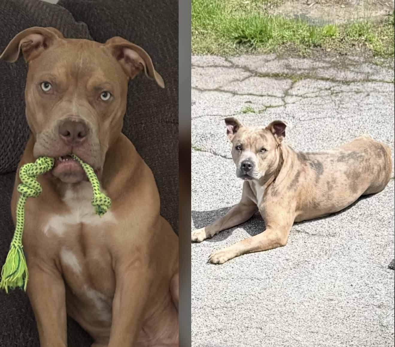 Exotic APB x XL Bully Puppies image 6
