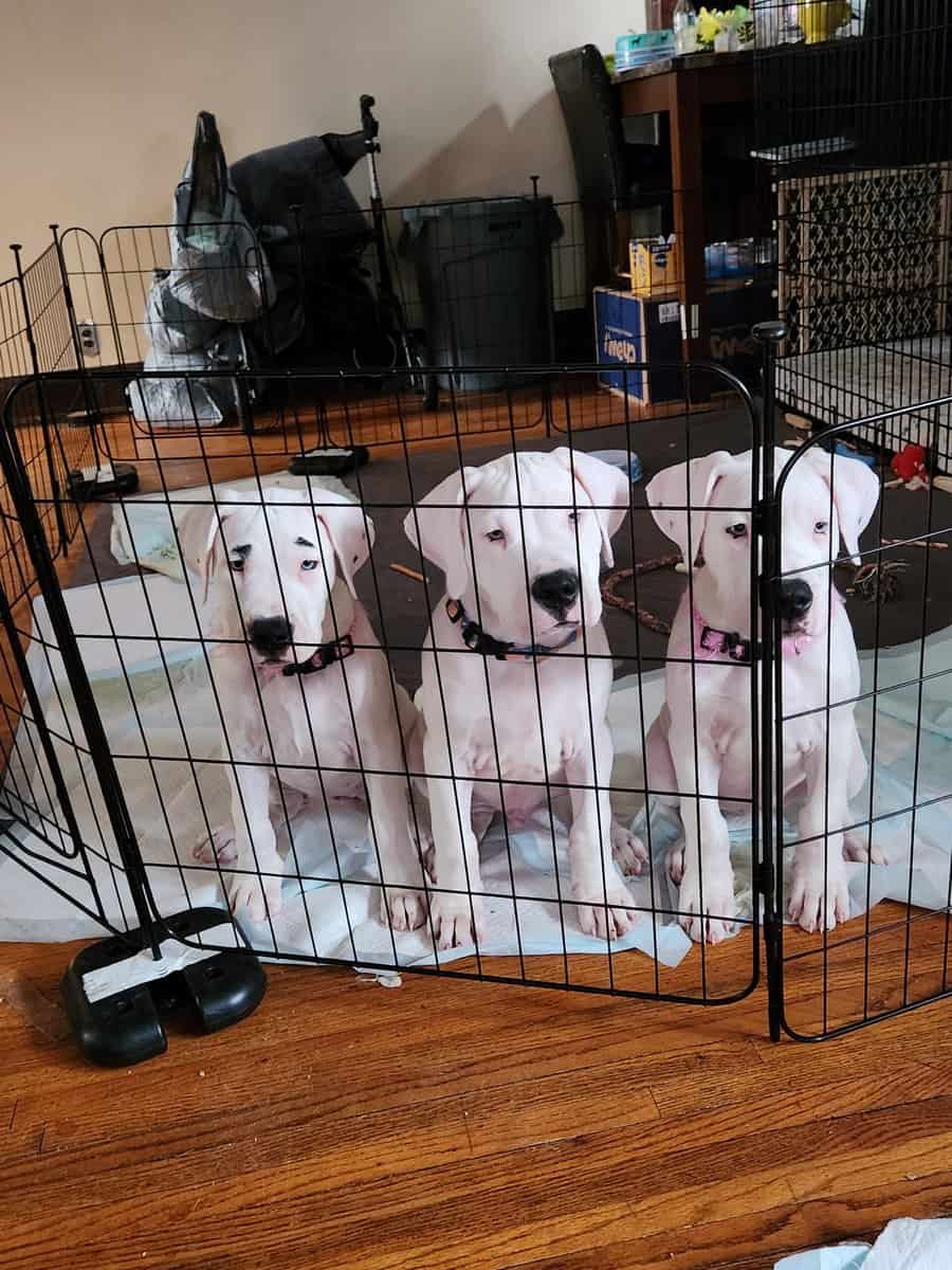Dogo Pups image 1