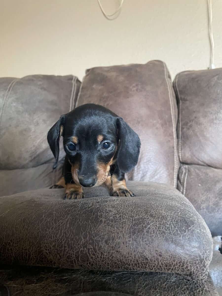 Female Miniature Dachshounds image 2
