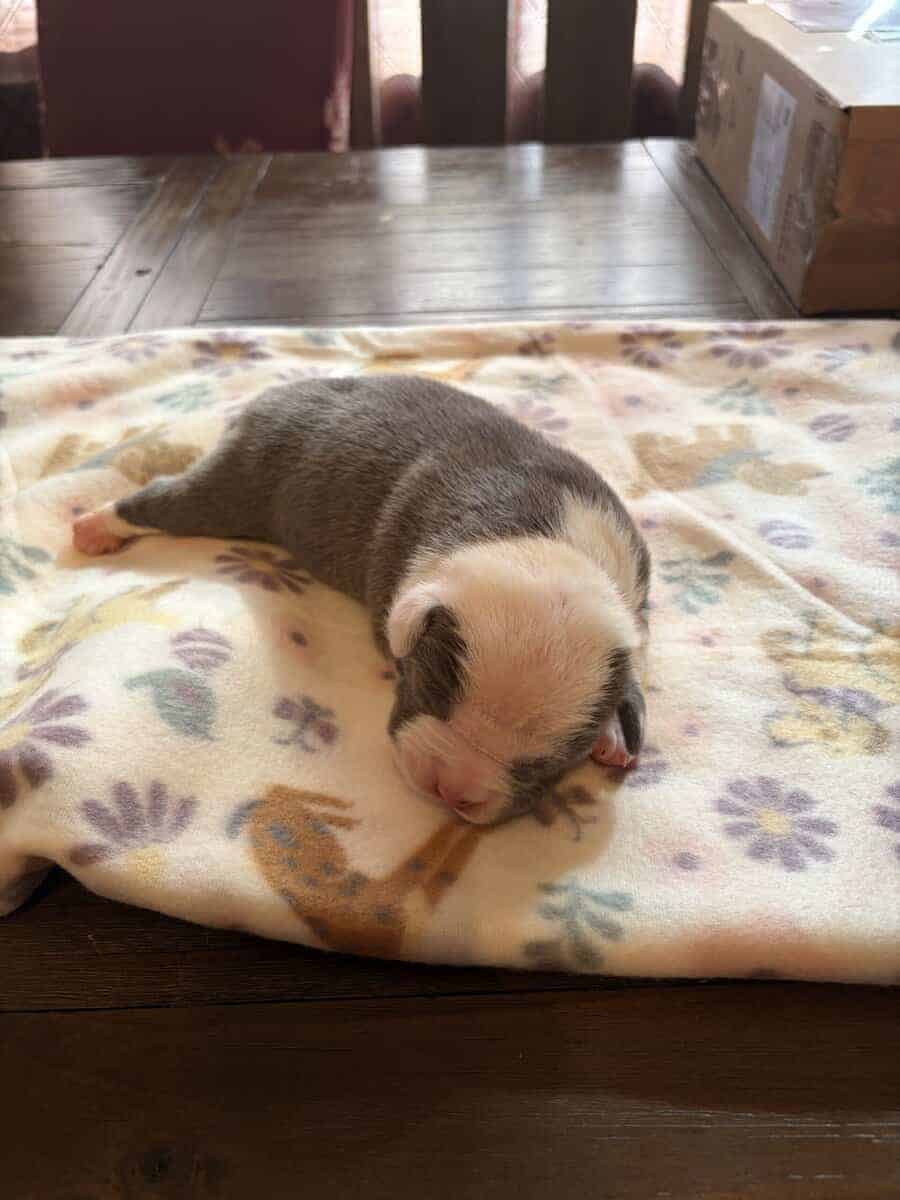BULLY PUPPIES BULLY PUPPIES image 5