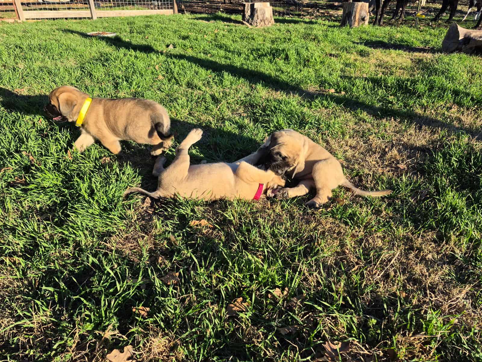 Mastiff image 23