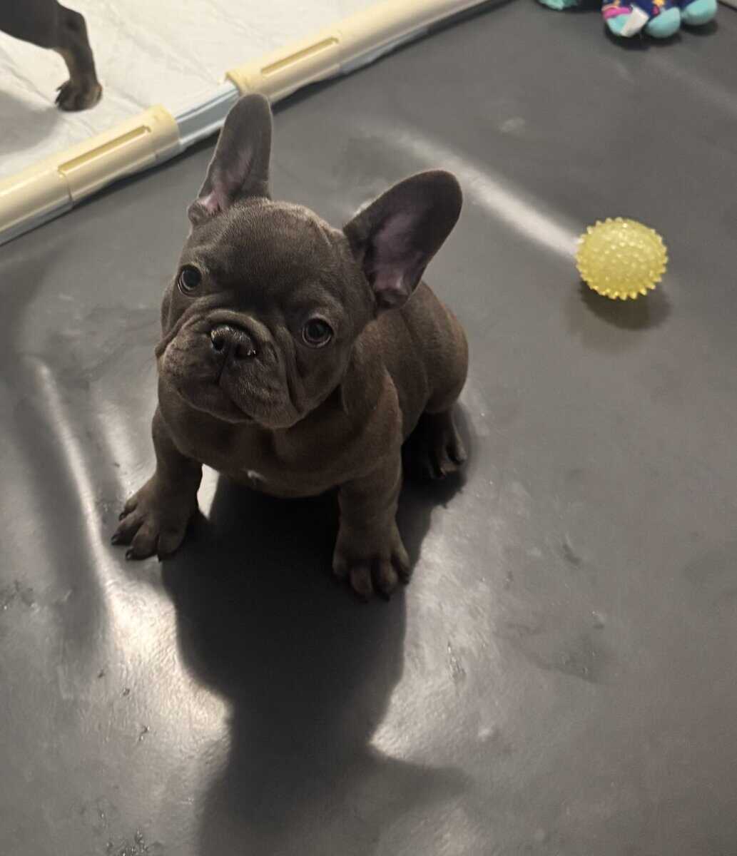 French bulldog AKC puppies image 10