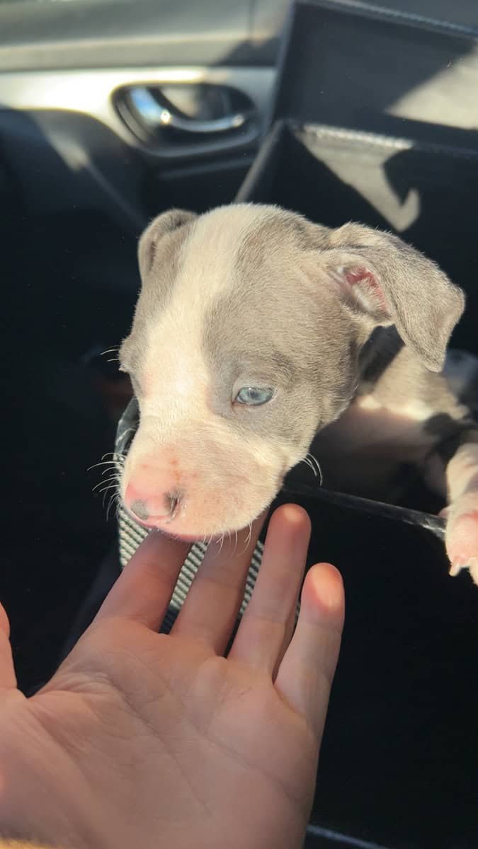 Pure bred pitbull puppies image 2