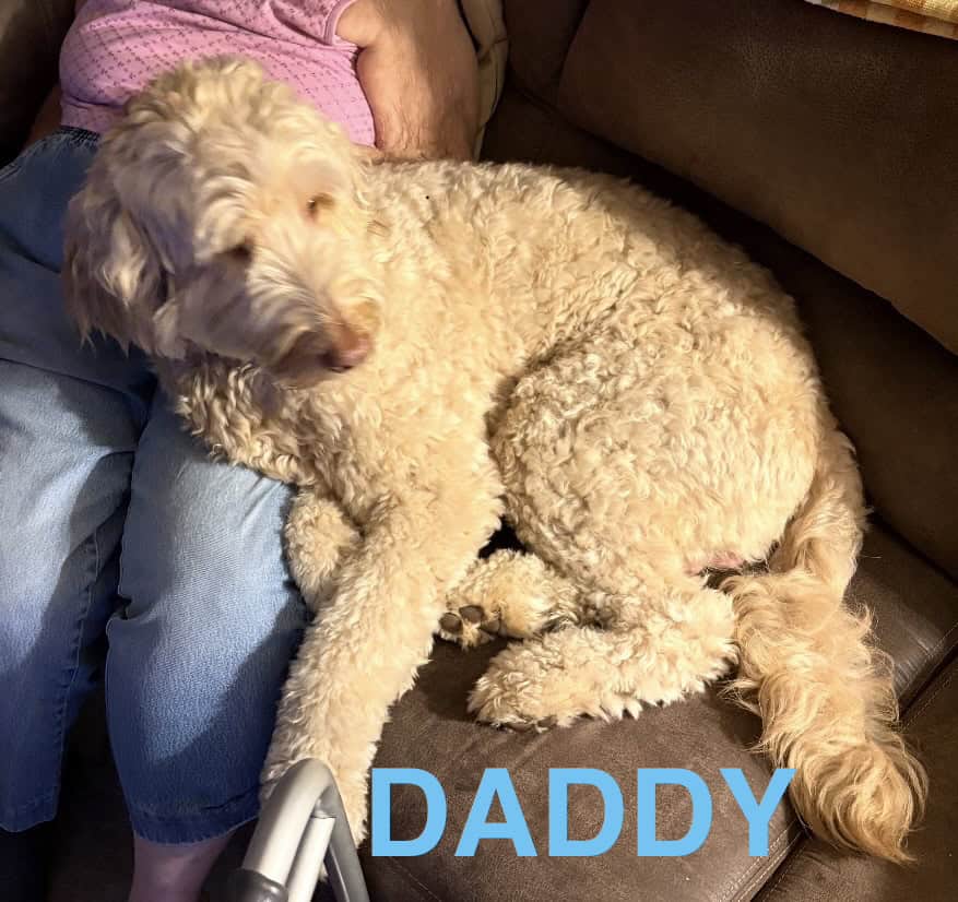 Goldendoodles F1B Hypoallergenic image 3