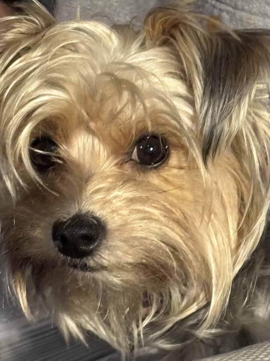 Yorkies yorkies!!!! image 3