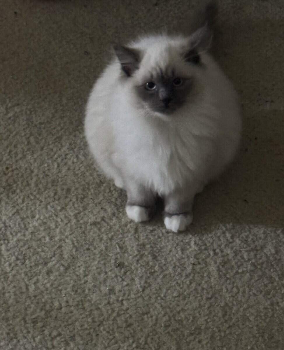 Purebred Ragdoll Cats for Sale – Kitten ($700) & A image 5