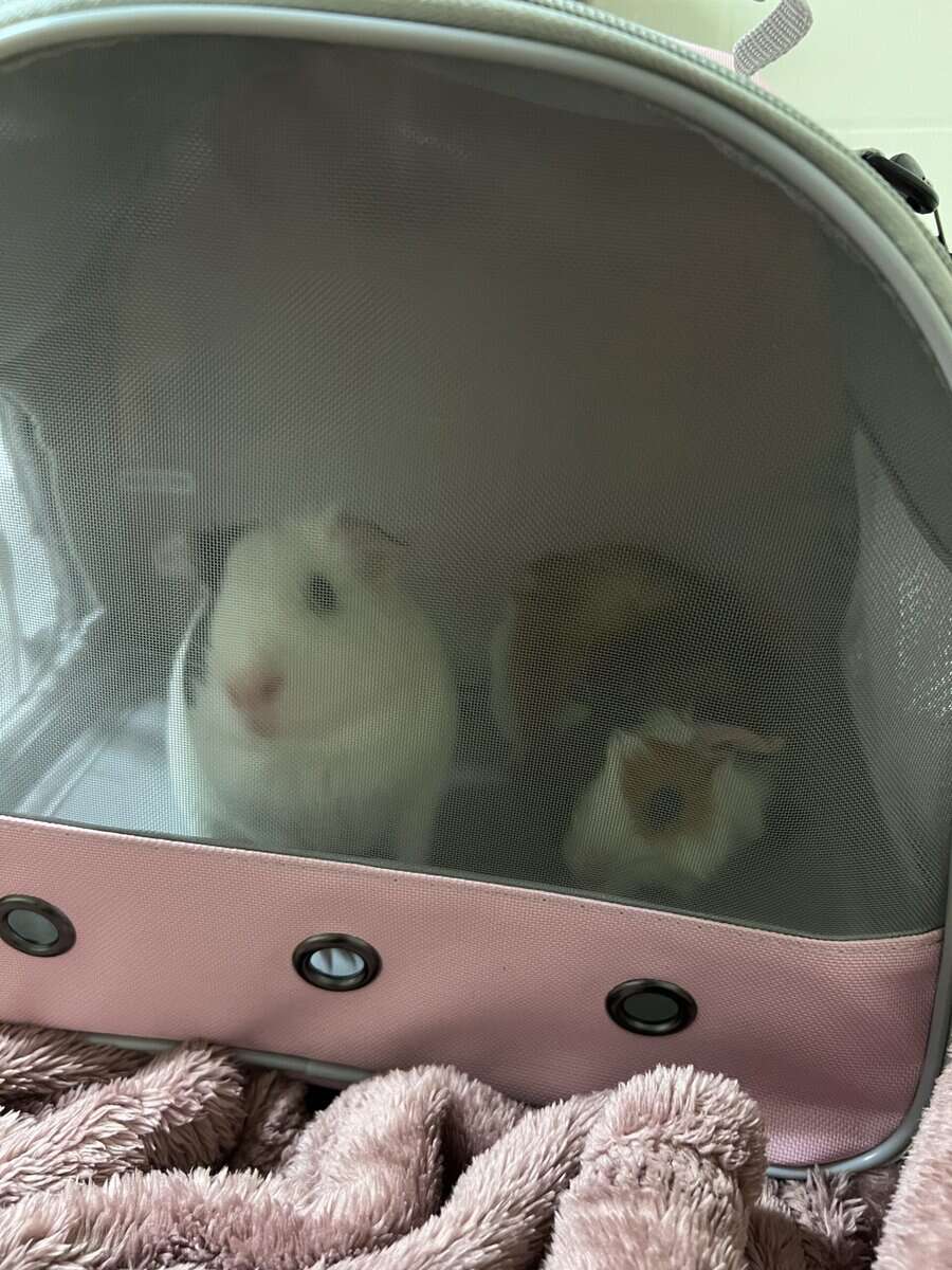 4 Guinea Pigs image 2