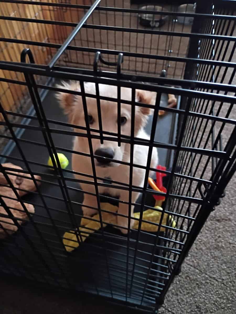 Golden Retriever for sale image 1