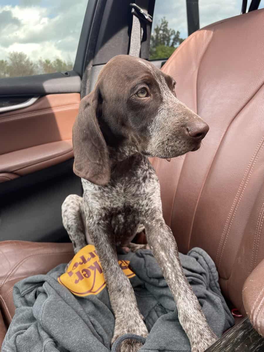 Meet Tucker image 2