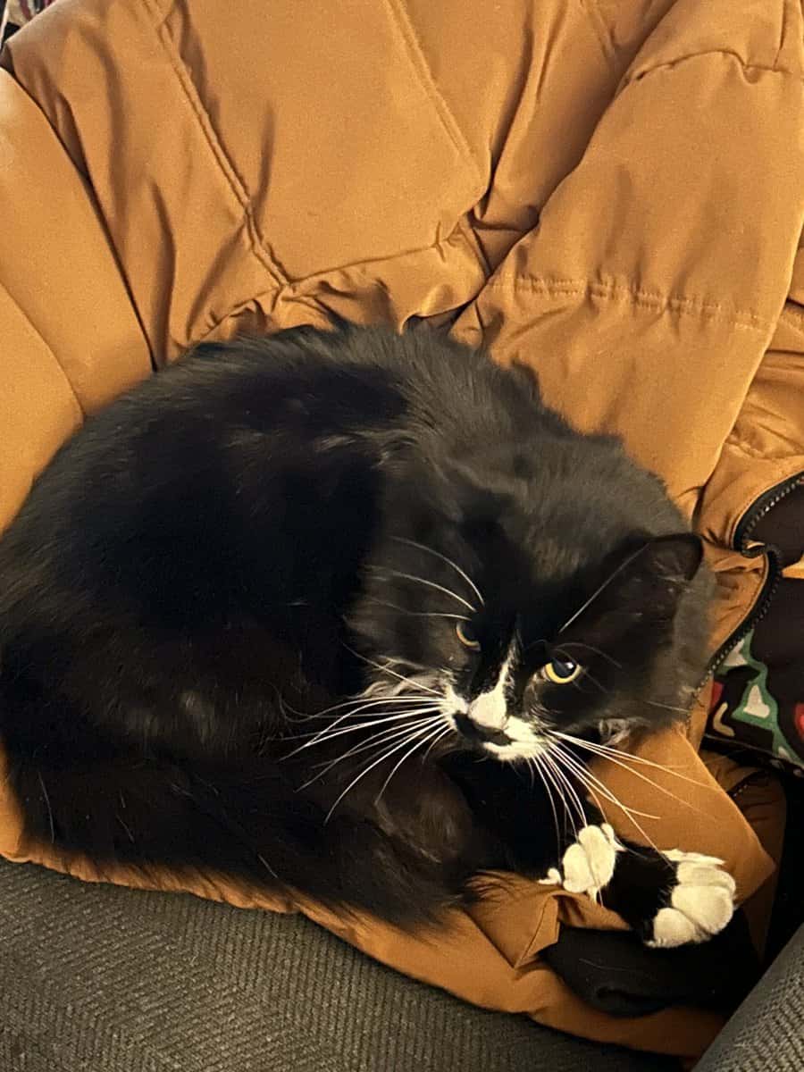 Cat - Thomas image 1
