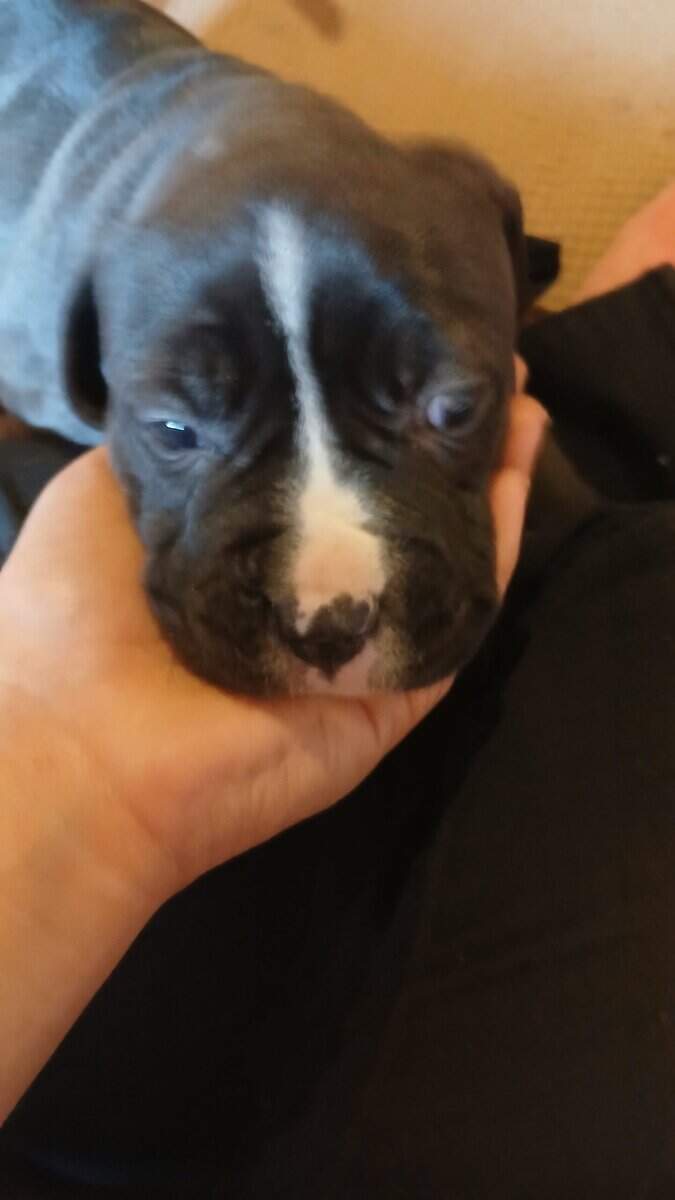 PUPPIES♡♡♡♡ image 9