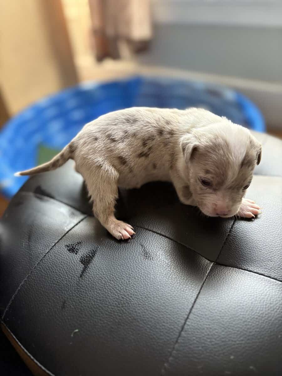 American Bully Pups image 3