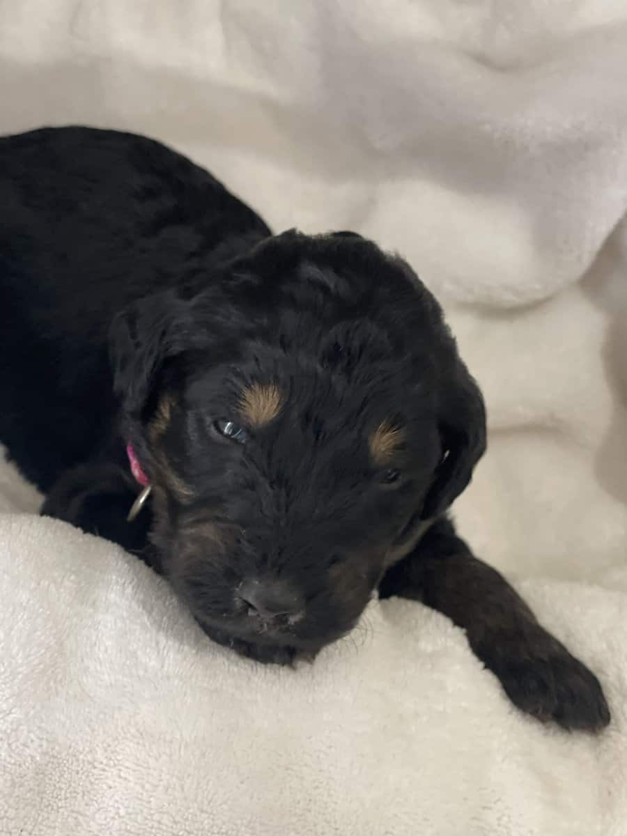 Rare Phantom Goldendoodle🚨 image 4