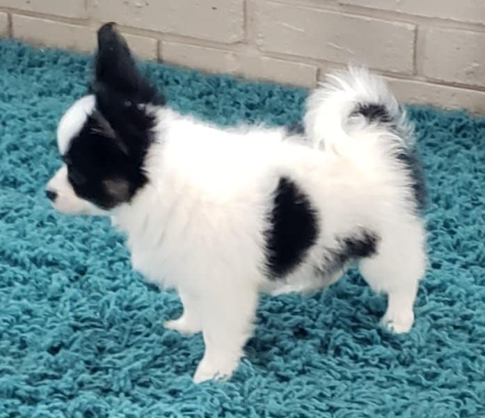 AKC Papillon puppies image 4
