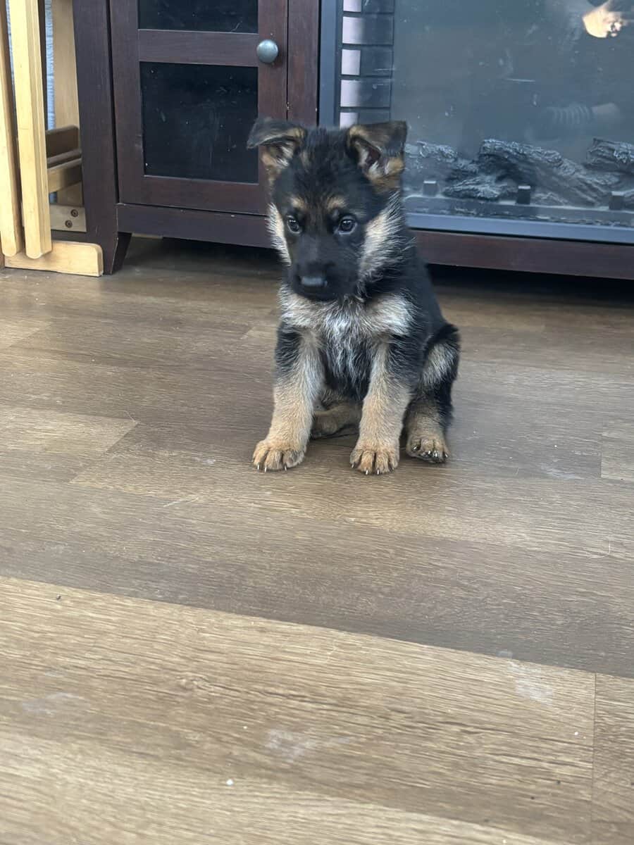 Purebred German Shepherd Puppies image 3