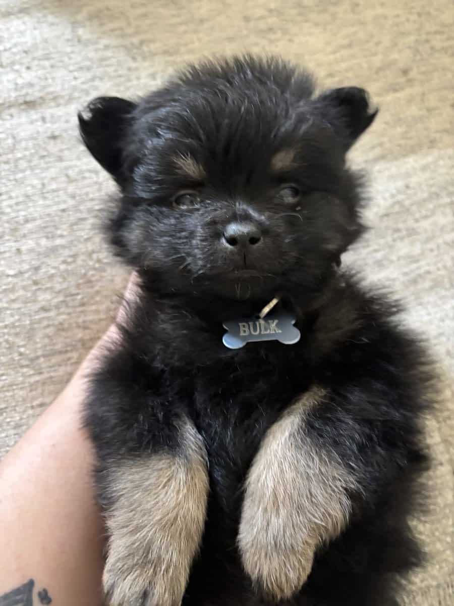 Pomeranian Puppies image 3
