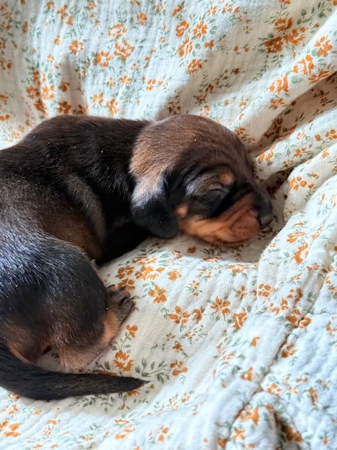 purebred dachshund pups image 2