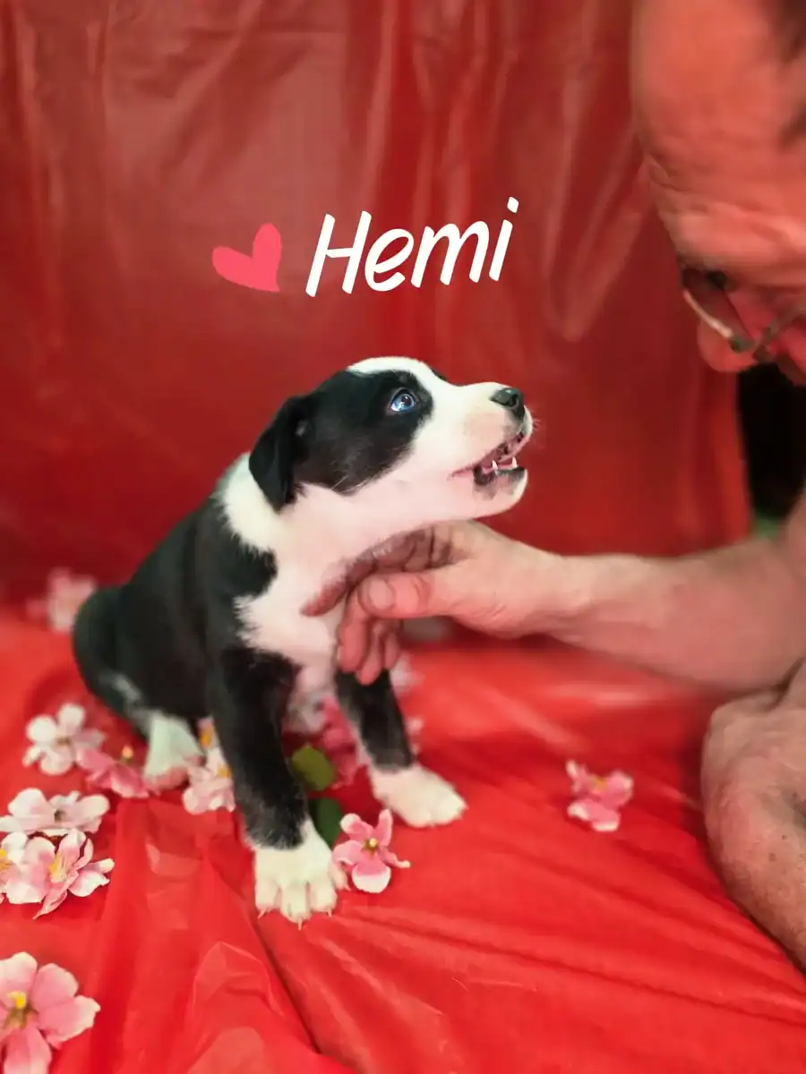 Husky border collie pitbull puppies image 4