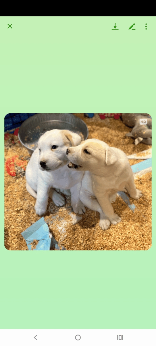 Lab husky mixs? image 4