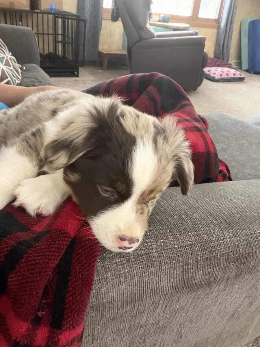 Mini Aussie puppies image 6