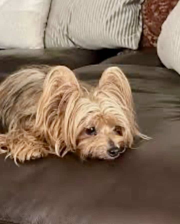 Yorkie silky image 1
