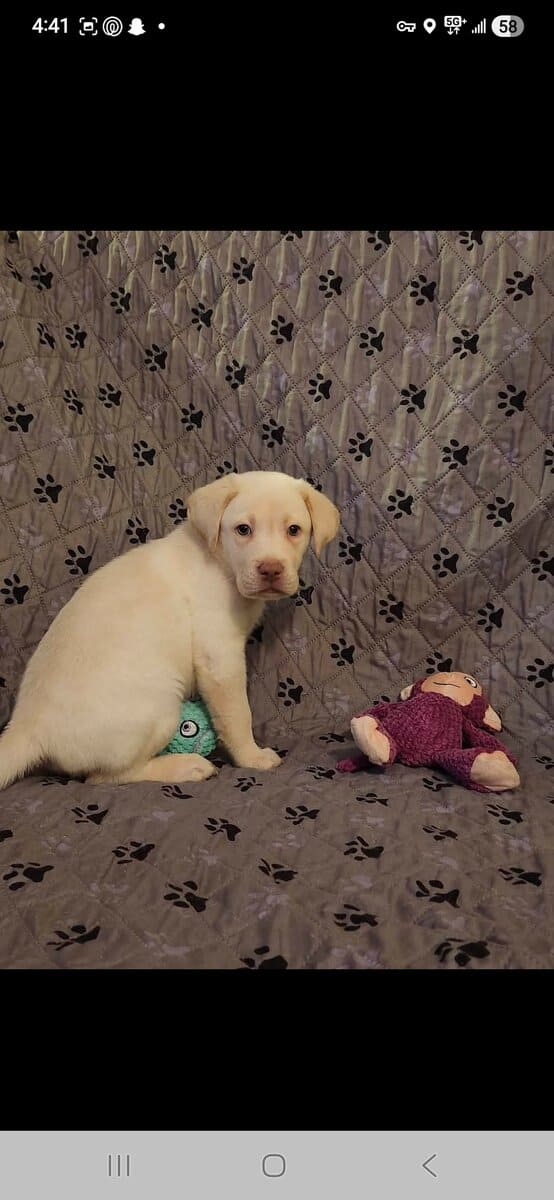 AKC Labrador Retrievers image 2