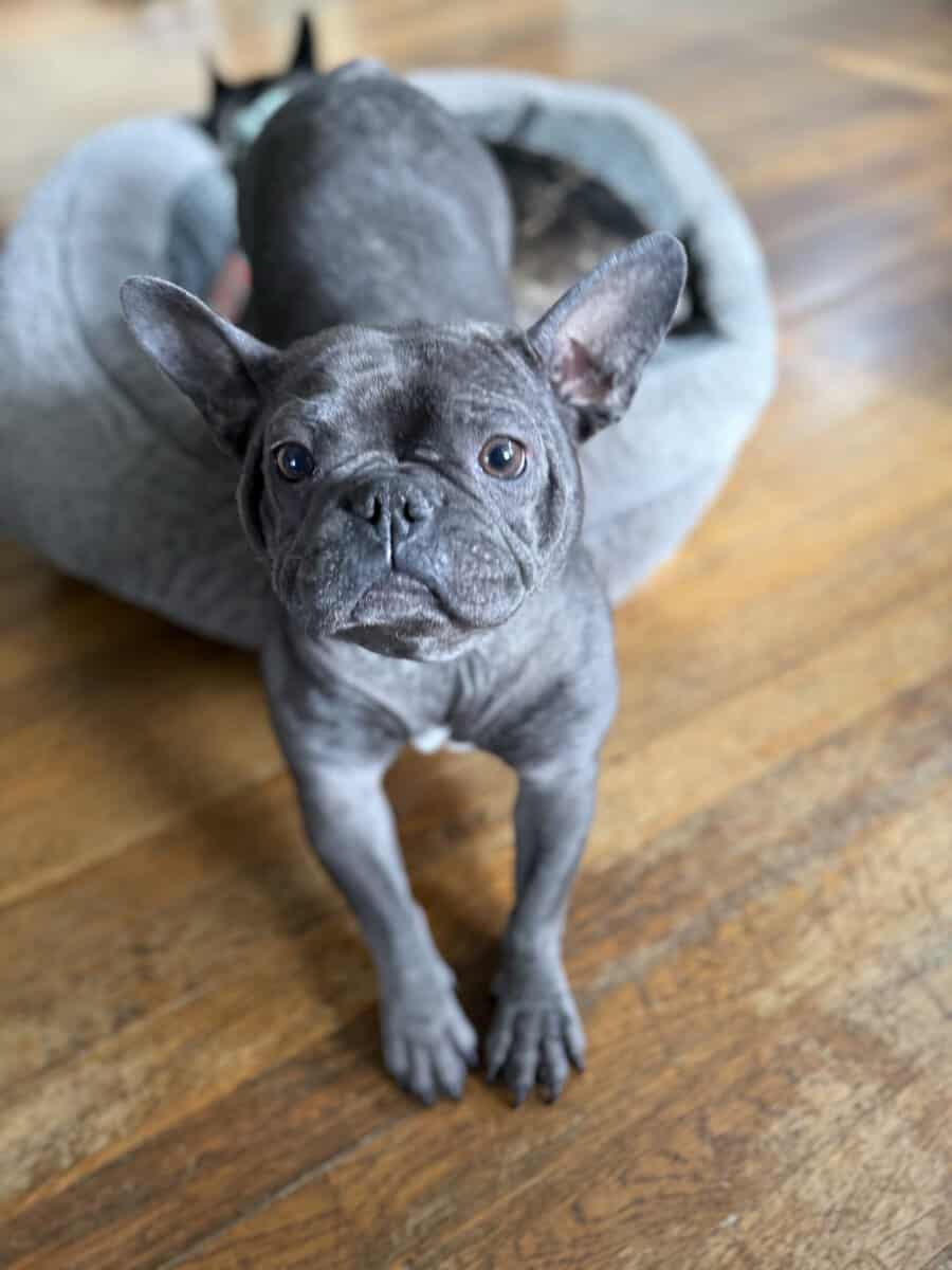 2 year old blue face frenchie with papers image 1