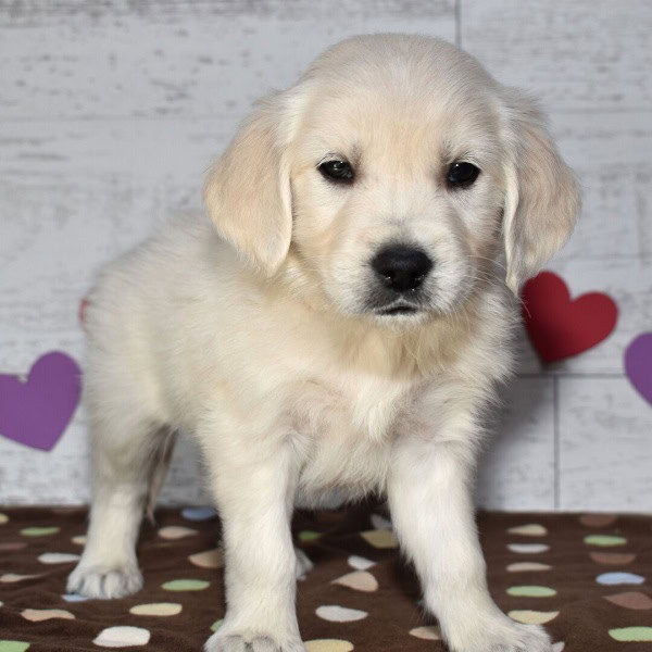 Golden retriever - 8 weeks old image 2