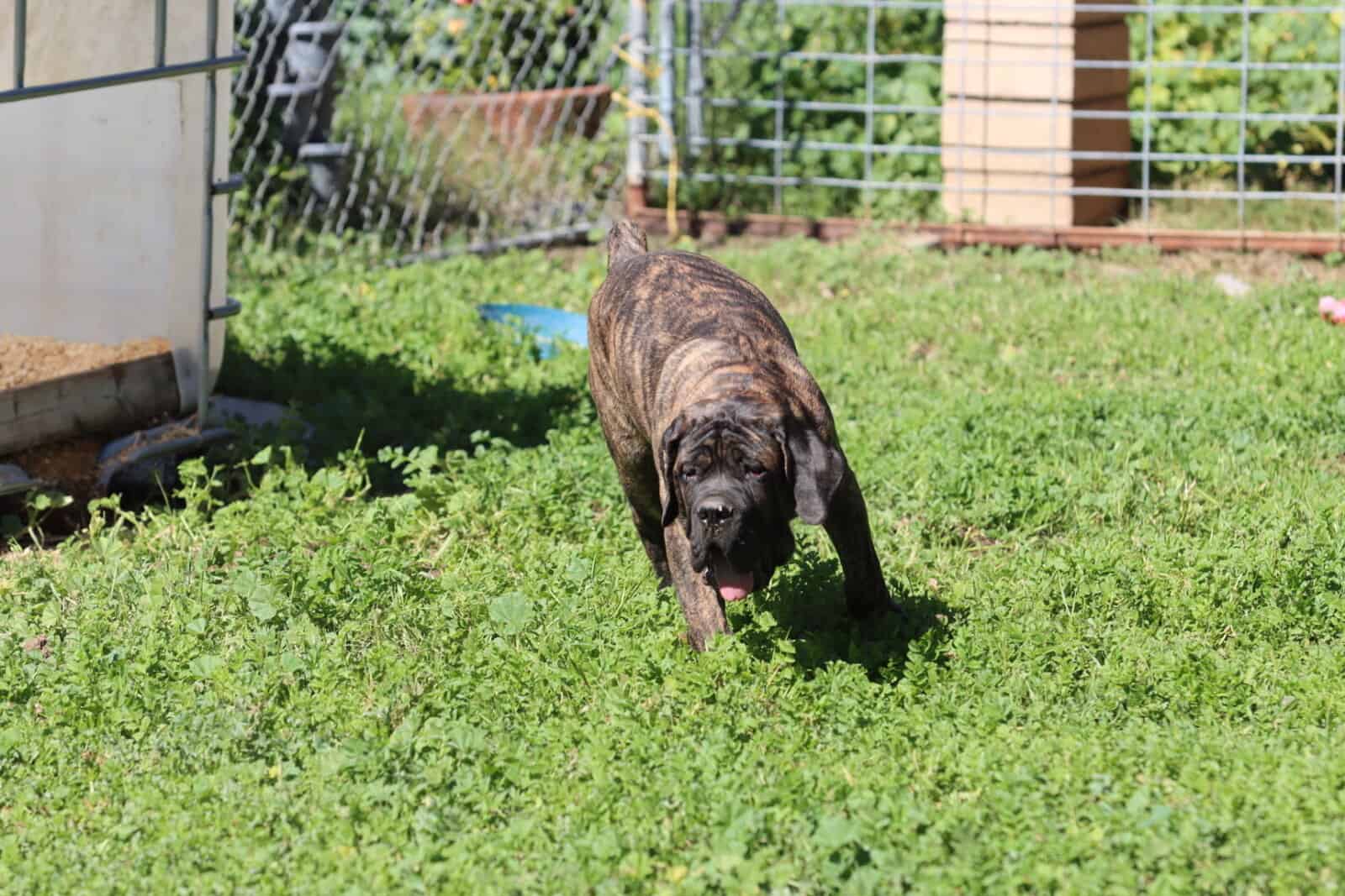 Male cane corso image 3