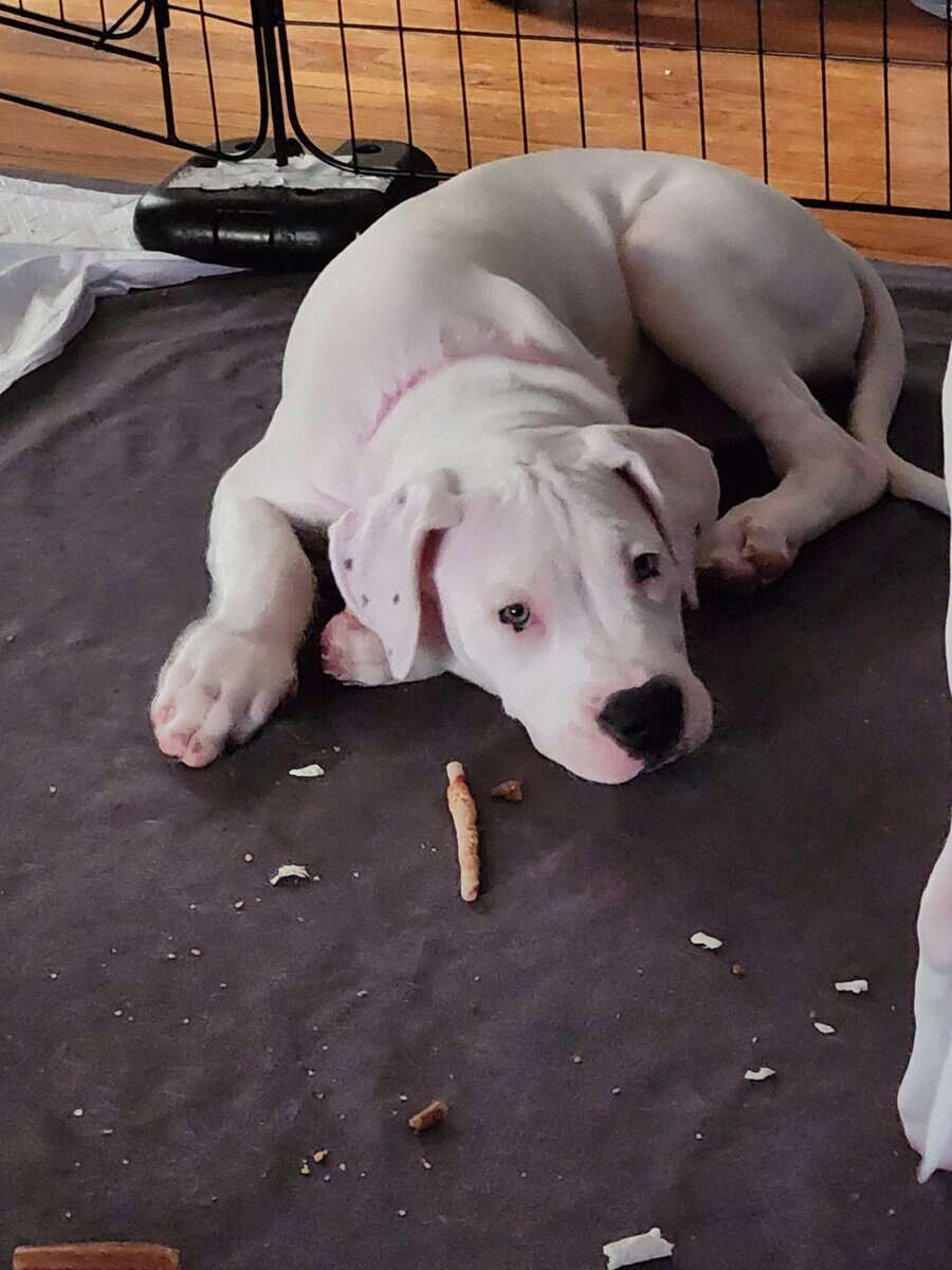 Dogo Pups image 3