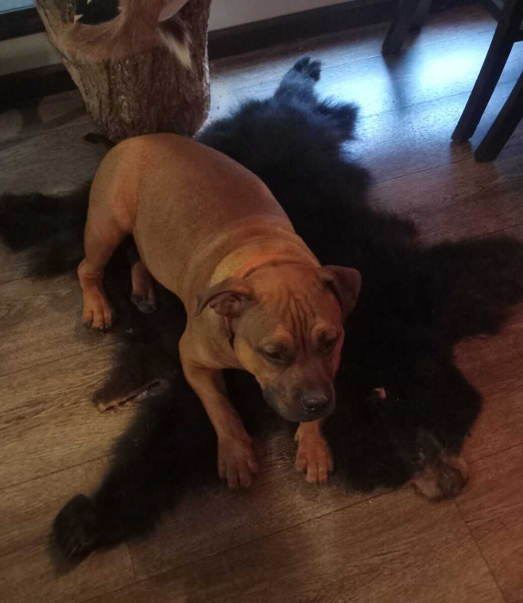 Bully dog image 1