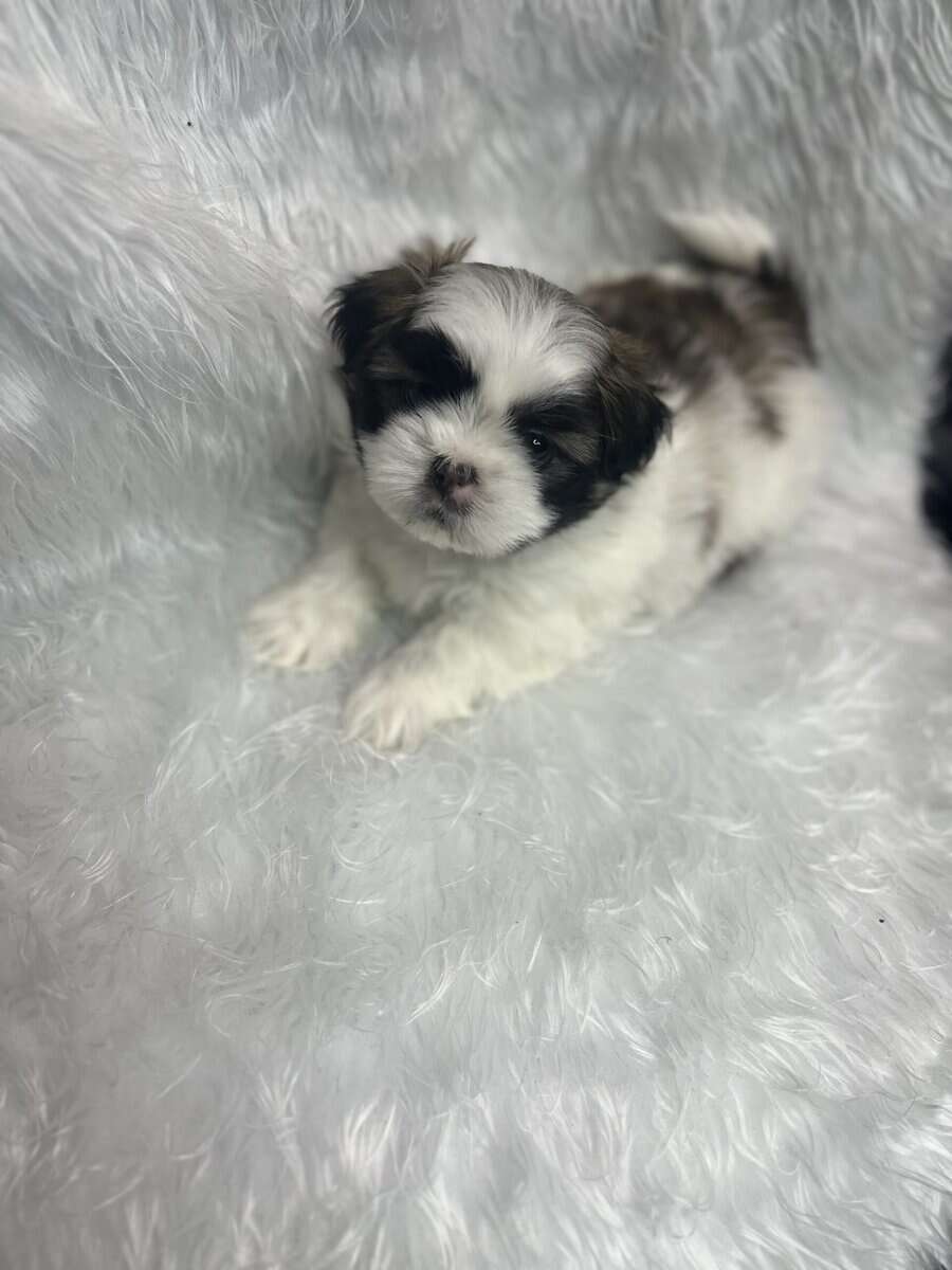 Imperial Shih Tzus image 8