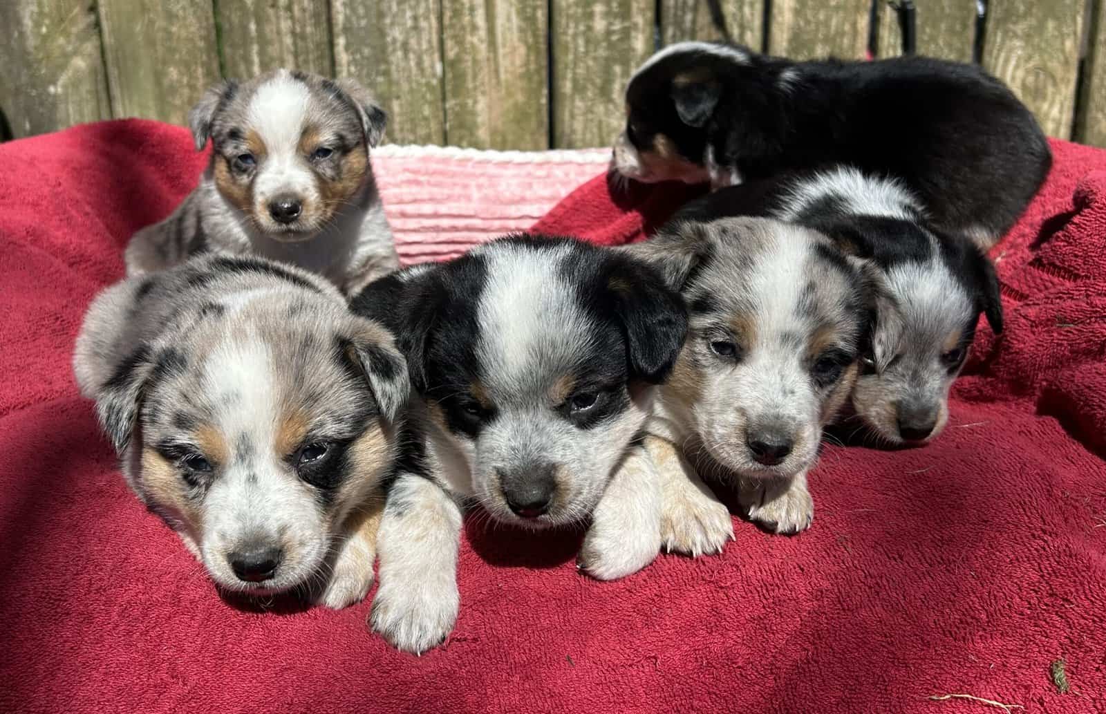 Adorable Australian Heeler pups image 2
