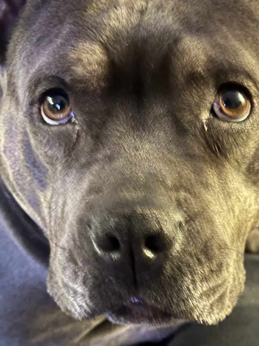 Sweet pocket Pitbull image 2