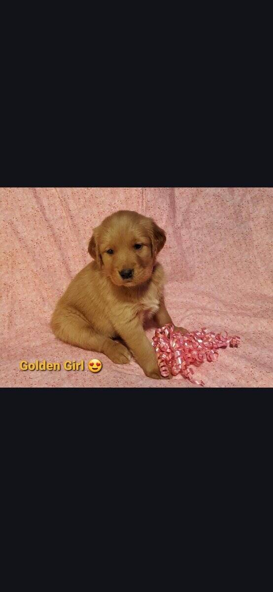 Golden retriever puppys image 1